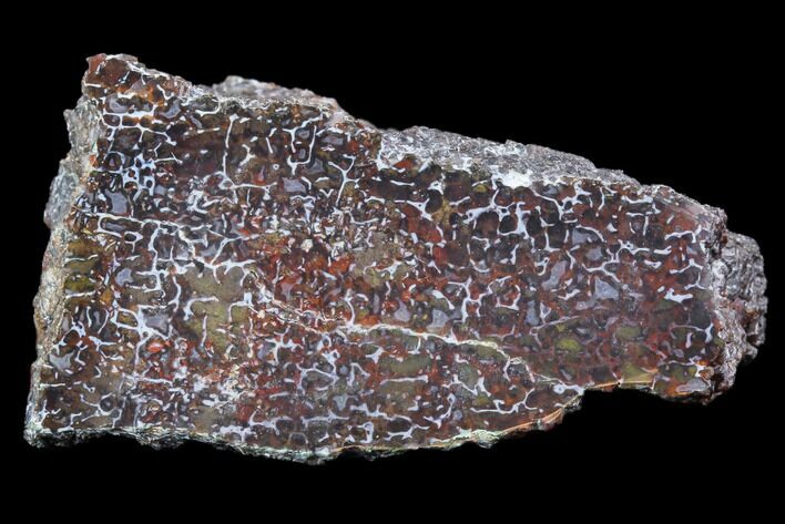 Polished Dinosaur Bone (Gembone) Section - Colorado #86807